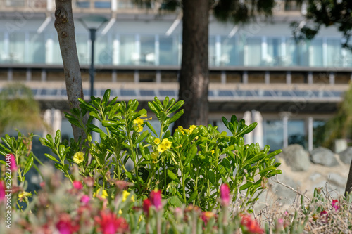 flowers in greenhouse