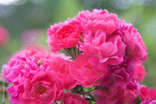 Pink rose Bush bloomed in the garden