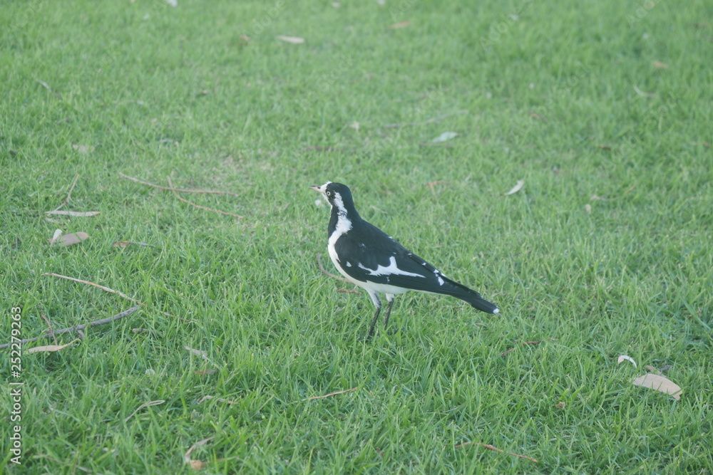 bird on the grass bird on the grass