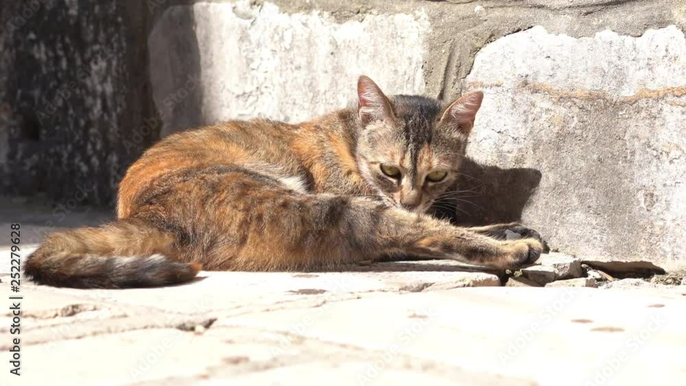 Stray Cat enjoying the Sun on the Street of Vodice Stray Cat enjoying the Sun on the Street of Vodice