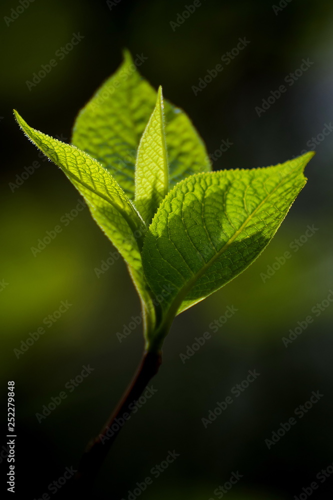 Ein Blatt Ein Blatt