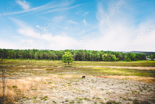 Black sheep in a summer landscape with dry plains