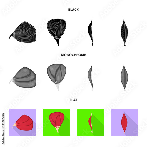 Vector design of fiber and muscular icon. Collection of fiber and body  vector icon for stock.