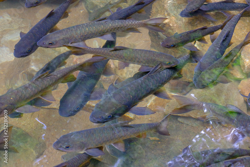 close up fish in river photo