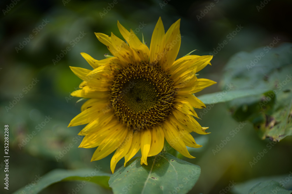 Fototapeta premium Sun flower