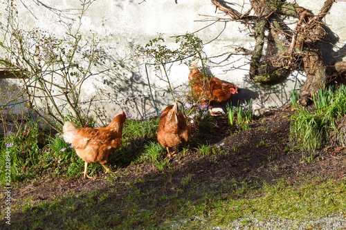 Red chickens are walking in the spring garden.