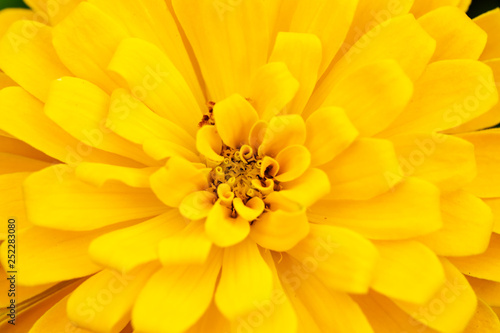 Fotografija Macro of yellow Zinnia flower, yellow flower background