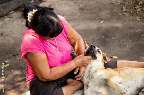Dog bangkaew breed white lie down are with elderly women elderly women wearing a pink shirt wearing black pants clean the dog's hair both are in the garden.