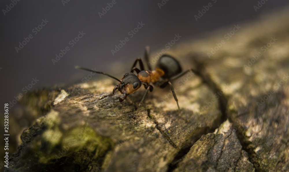 crawling ant close up crawling ant close up