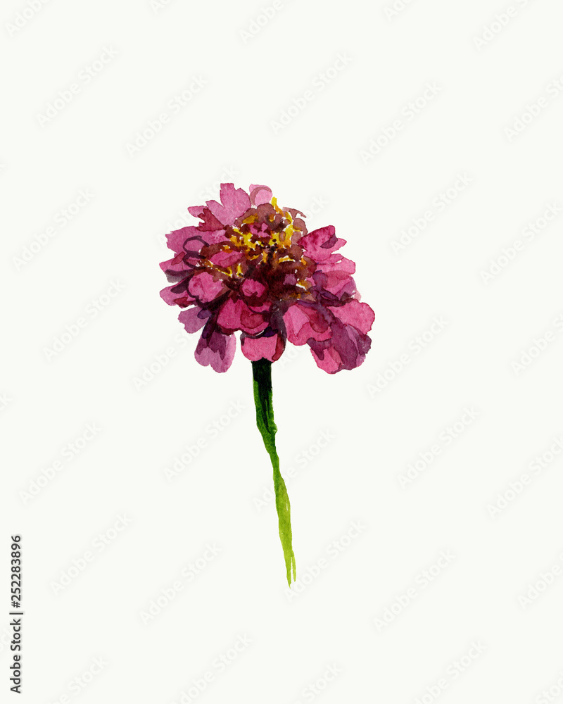 Obraz premium Watercolor garden pink Zinnia. Summer and botanical illustration in hand drawn style on a white isolated background. Design for card, magazine, advertising, social networks.