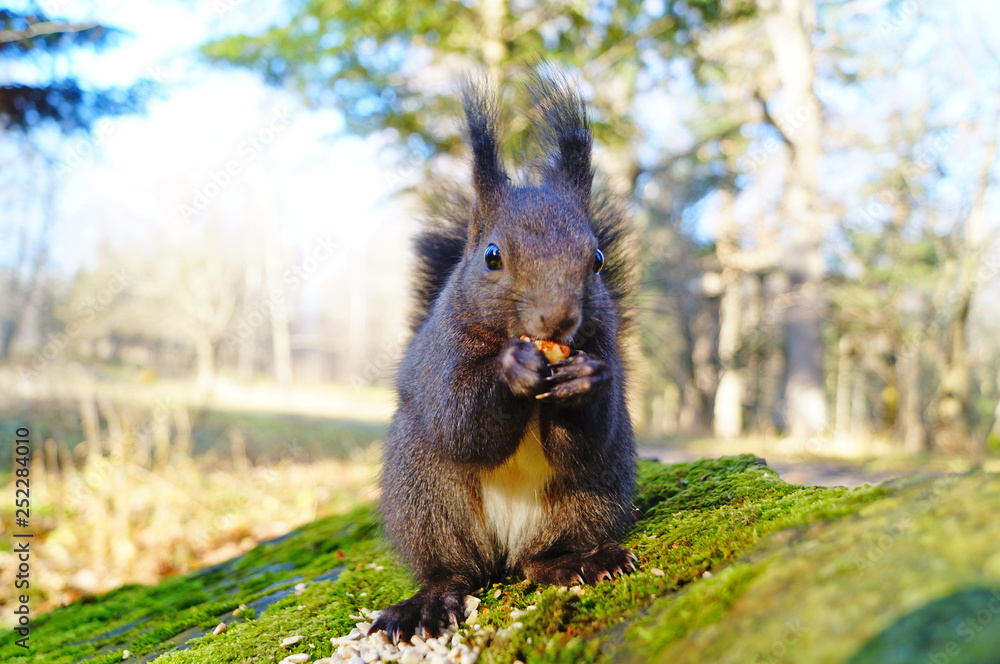 Squirrel with fluffy black fur eating nuts on hemp on a sunny spring day Squirrel with fluffy black fur eating nuts on hemp on a sunny spring day