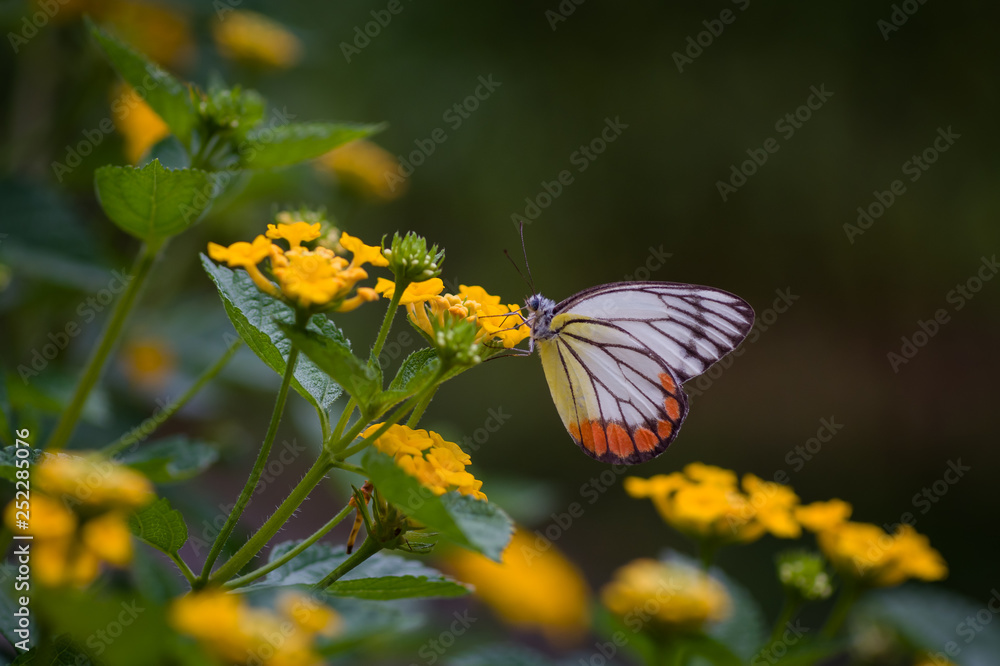 Lovely butterfly and flower