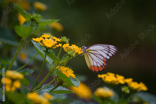 Lovely butterfly and flower