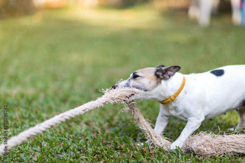 Close up healthy and happy white Dog plays tug with rope toy on green grass at garden Close up healthy and happy white Dog plays tug with rope toy on green grass at garden