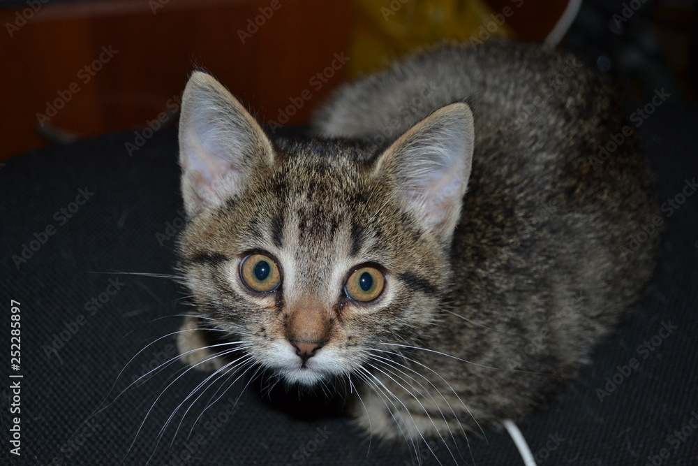surprised brown-gray cat surprised brown-gray cat