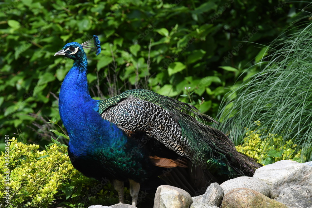 pfau pfau