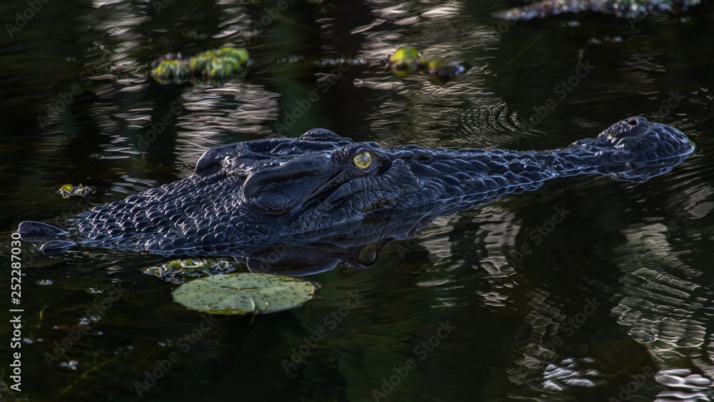 Yellow River Crocodiles, Northern Territories Yellow River Crocodiles, Northern Territories