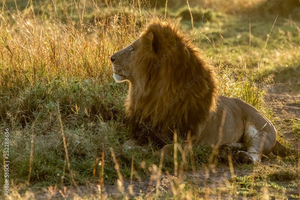 Naklejka premium A lone lion relaxing in the high grasses in early morning light inside Masai Mara National reserve during a wildlife safari