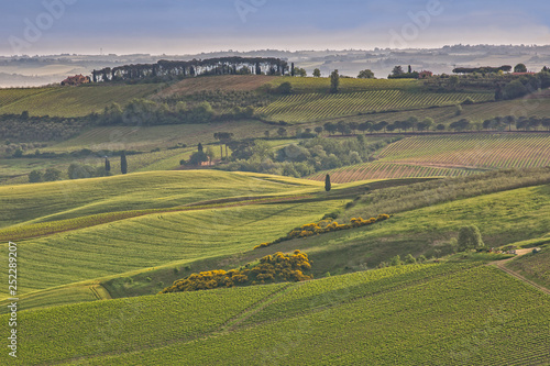 The rolling hills and green fields at sunrise in Tuscany. Tuscany landscape at sunrise in spring near the hilltop village Montepulciano, Tuscany, Italy