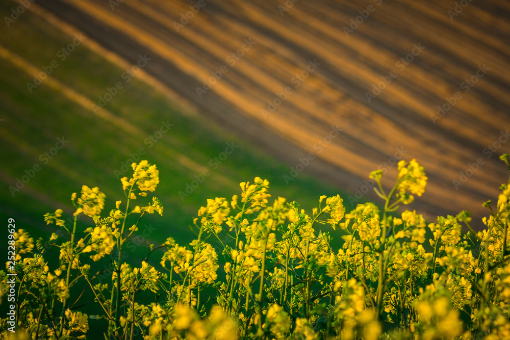 Fototapeta premium Filed full of calendula