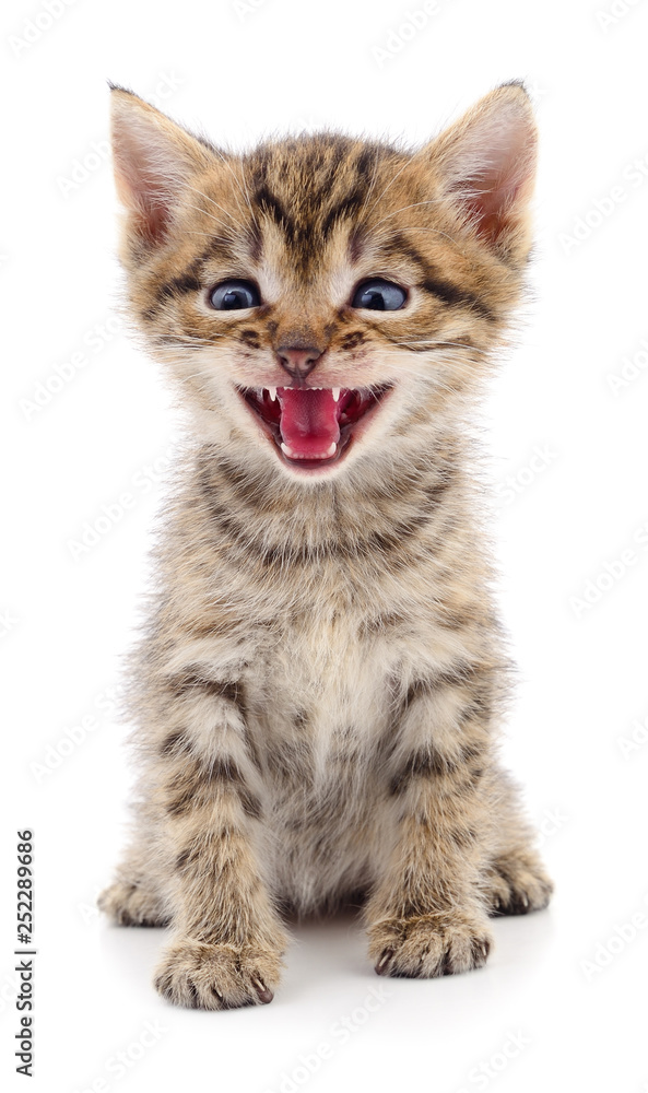 Kitten on white background.