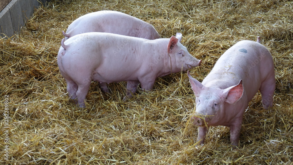 Schweine im Stroh, Bauernhof, Landwirtschaft Schweine im Stroh, Bauernhof, Landwirtschaft