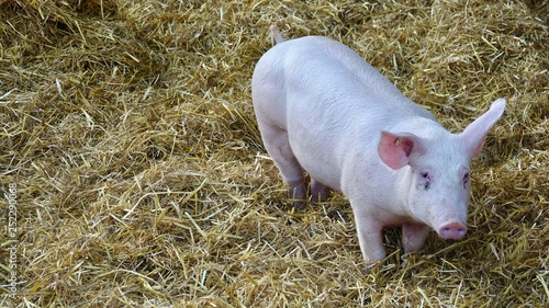 Schweine im Stroh, Bauernhof, Landwirtschaft