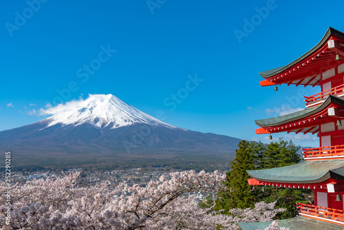 Mount Fuji viewed from behind Chureito Pagoda in full bloom cherry blossoms springtime sunny day in clear blue sky natural background. Arakurayama Sengen Park  Fujiyoshida  Yamanashi Prefecture  Japan