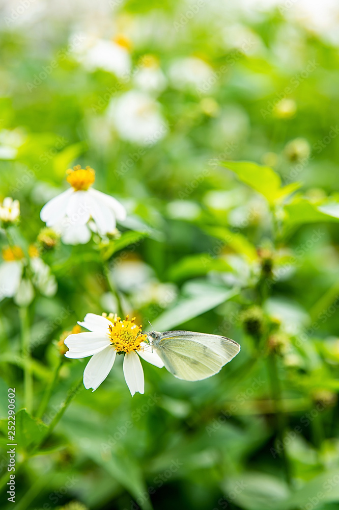 Spring blossom flower cabbage butterfly Spring blossom flower cabbage butterfly