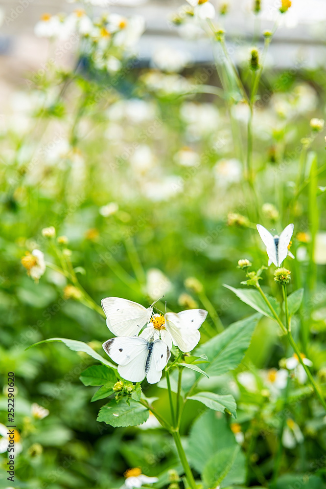 Spring blossom flower cabbage butterfly Spring blossom flower cabbage butterfly