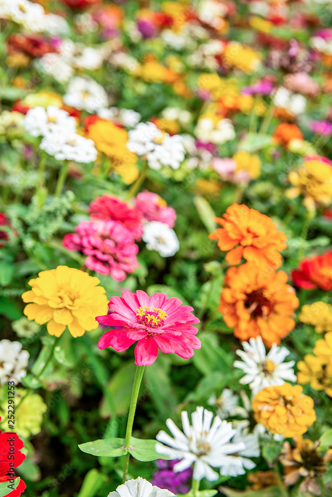 Spring blooming flowers Spring blooming flowers