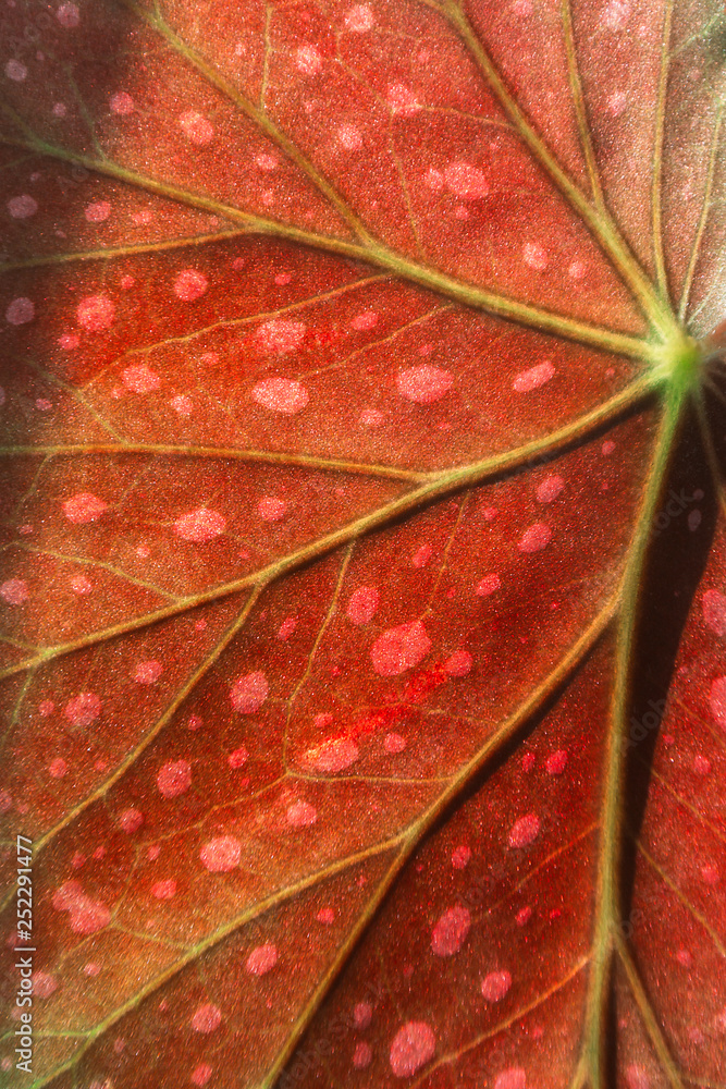 Fototapeta premium red leaf