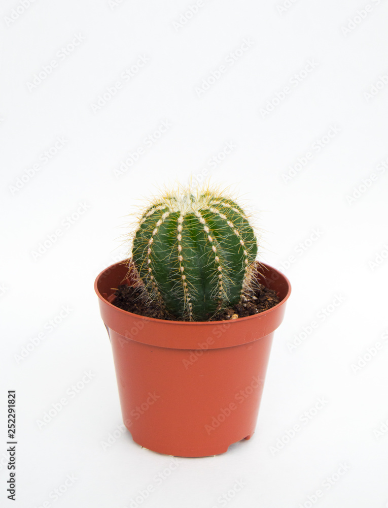 Little Cactus on white background. Green home plants in flower pot. Vertical photo. Little Cactus on white background. Green home plants in flower pot. Vertical photo.