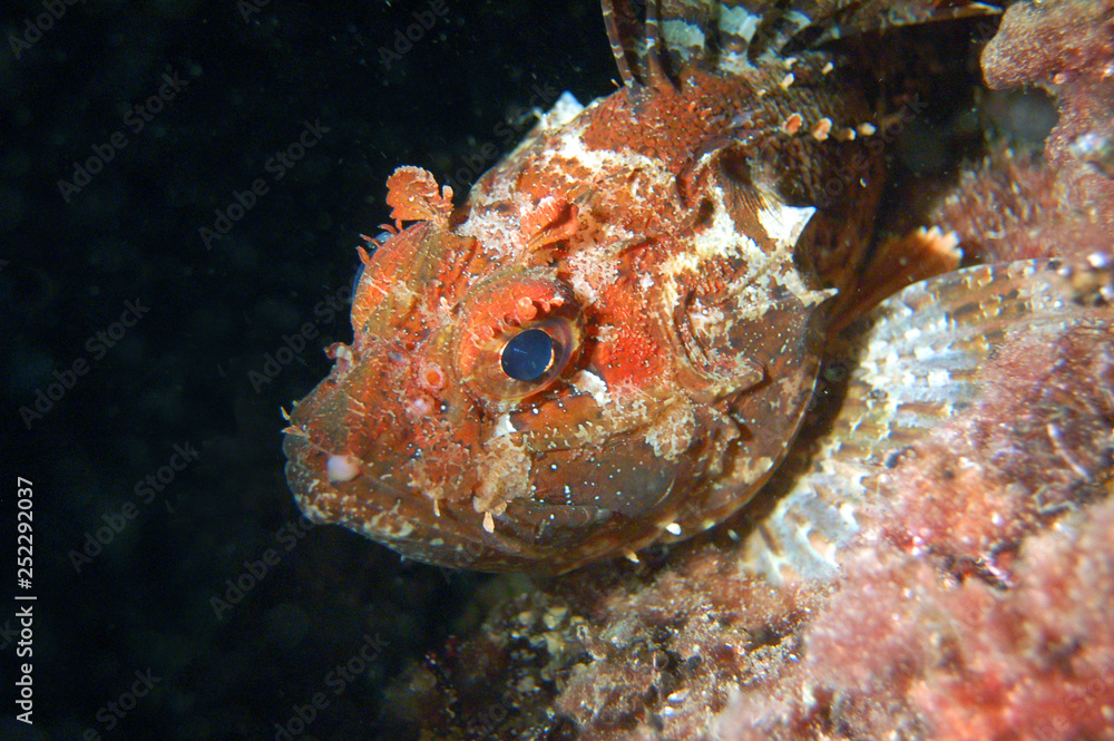 custom made wallpaper toronto digitalBlack Sea ruff