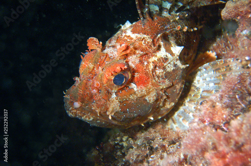 Wallpaper Mural Black Sea ruff Torontodigital.ca