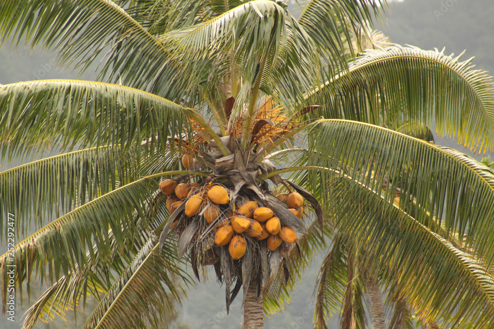 Obraz premium palm tree with coconuts