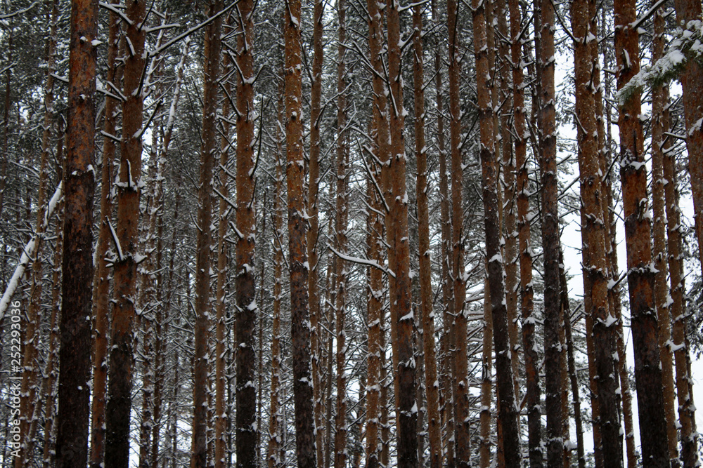 Fototapeta premium Pine forest, tree trunks background