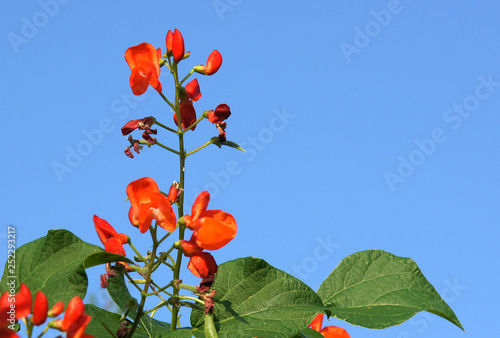 Foto Beautiful flowers of Runner Bean Plant