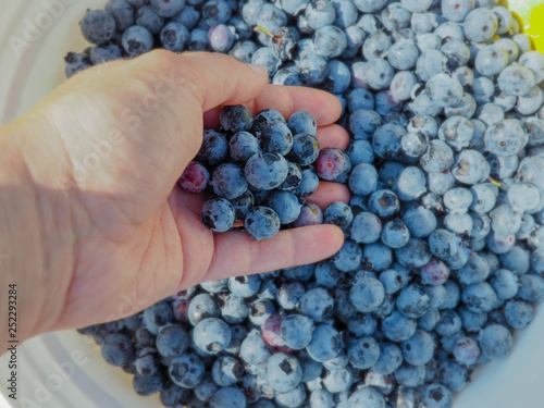 Caucasian hand taking multiple freshly picked blueberries from a large container full with blueberries