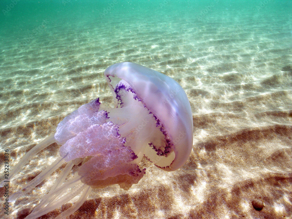 custom made wallpaper toronto digitalBlack Sea Medusa Rhizostomy