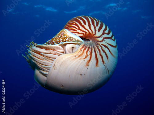 Niesamowity podwodny świat - Nautilus pompilius. Nurkowanie, podwodne zdjęcia w Palau.