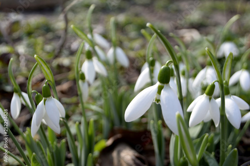 Snowdrops Spring flowers Early spring concept