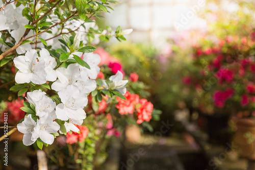 Assortment of blooming azaleas rhododendrons in flower pots in old greenhouse.