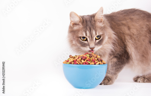 Gray fluffy domestic cat eating from bowl. Gray fluffy cat on white background. Copy space