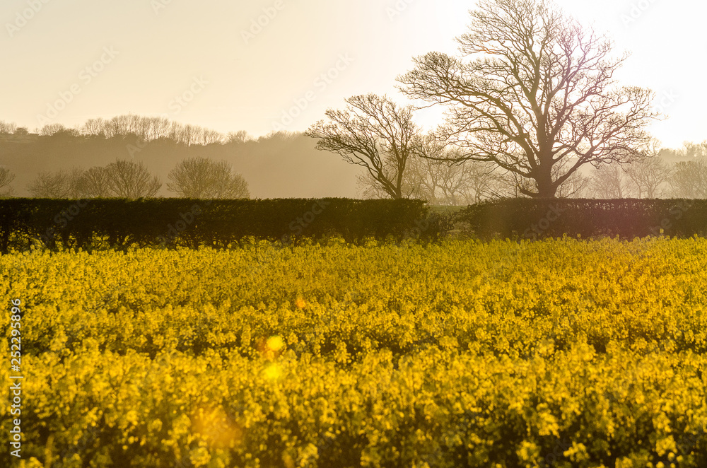 rapeseed field and trees on sunset