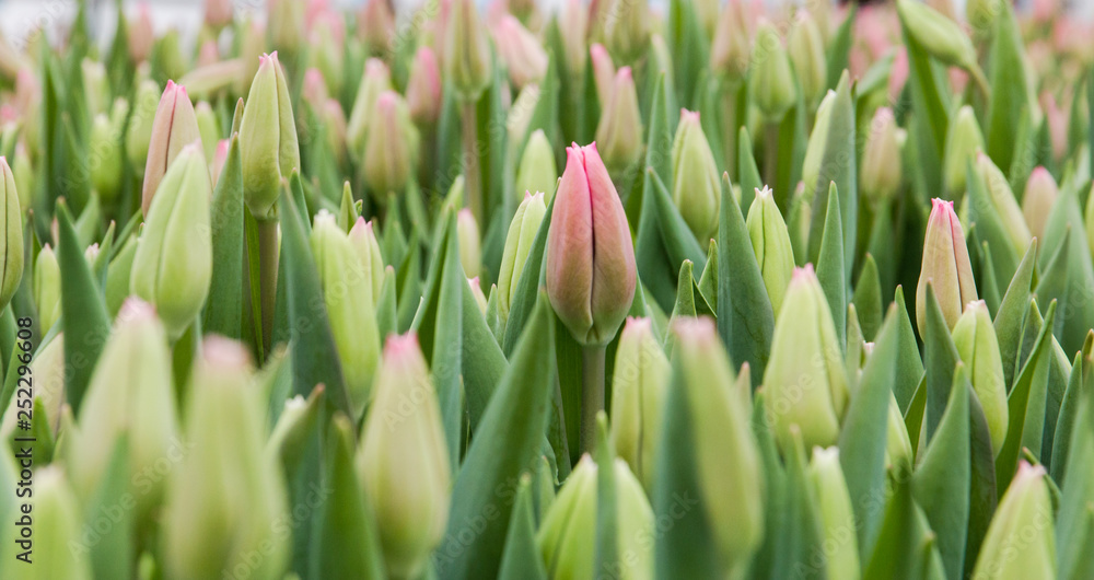 Beautiful pink tulips, spring flowers grown in a greenhouse.Spring flowers and floriculture Beautiful pink tulips, spring flowers grown in a greenhouse.Spring flowers and floriculture