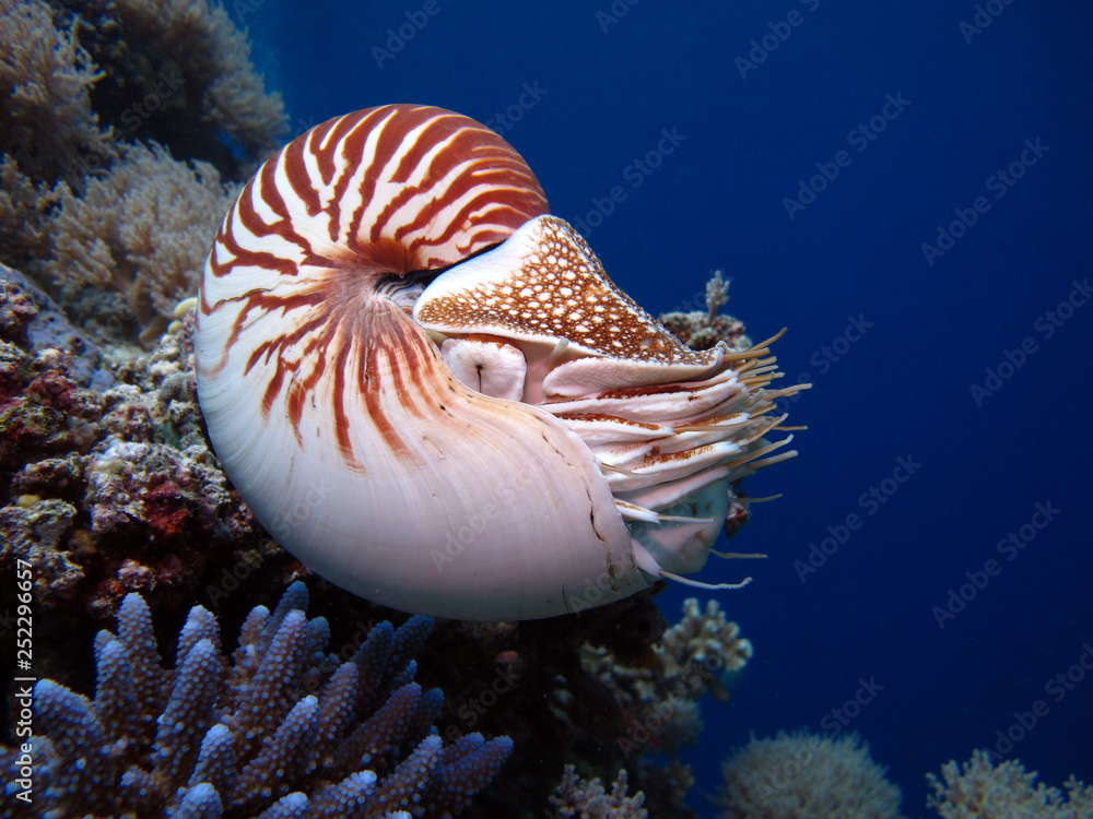 Incredible underwater world - Nautilus pompilius. Diving, underwater photography in Palau. - obrazy, fototapety, plakaty 