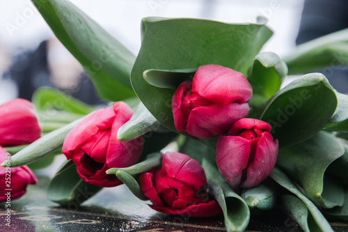 Beautiful pink bouquet of tulips, spring flowers grown in a greenhouse.Spring flowers and floriculture
