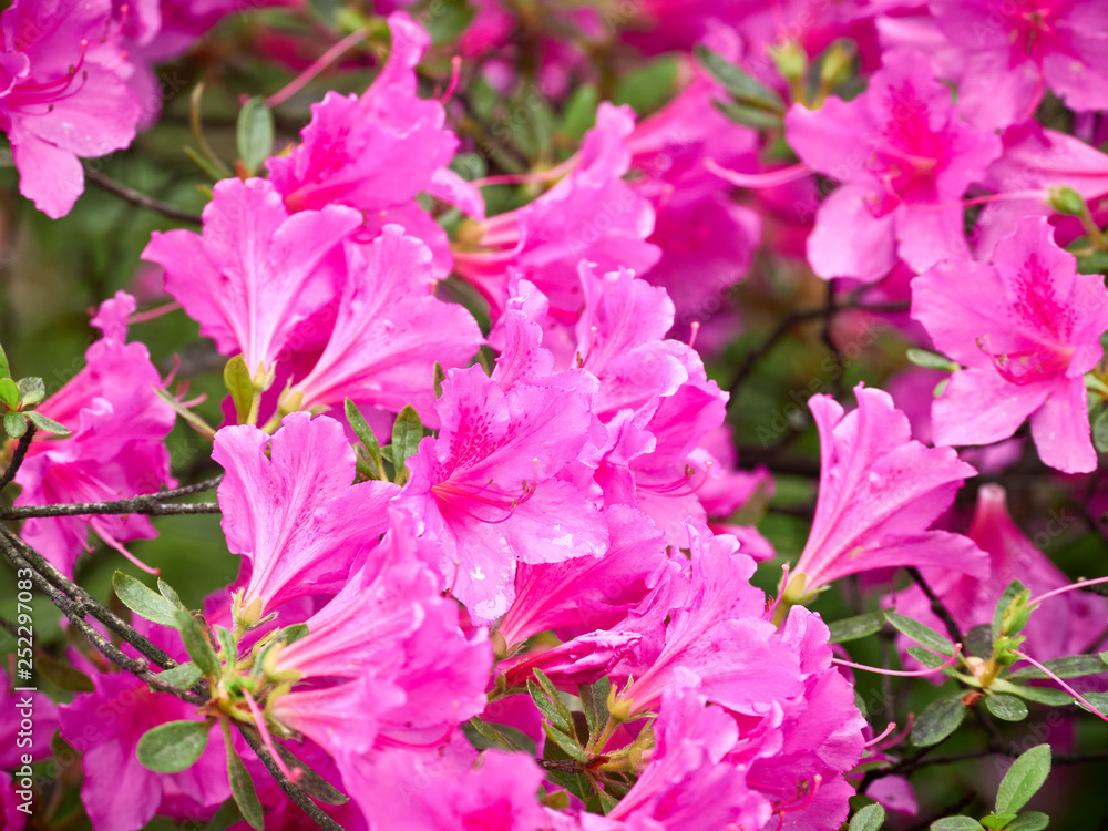 Pink rhododendron blossoms with a beautiful blur