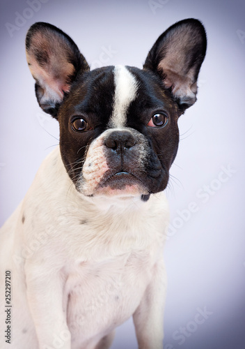 portrait dog breed french bulldog looking